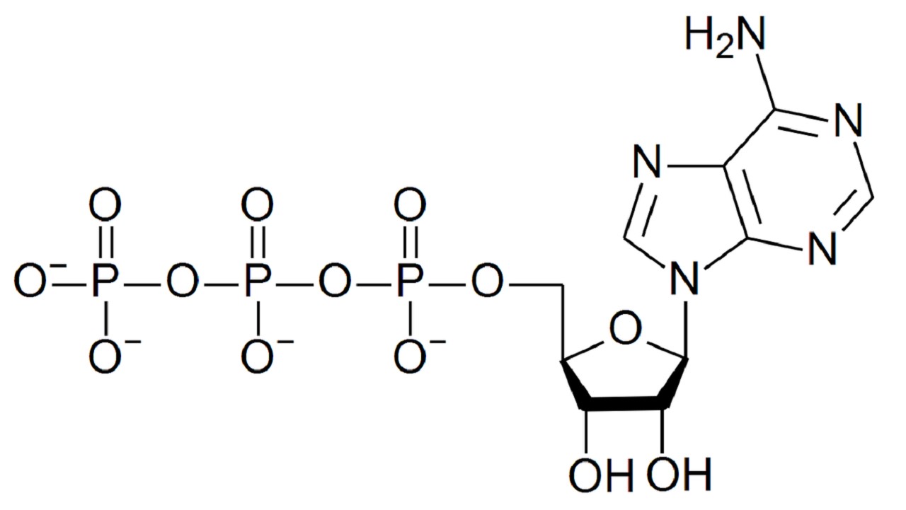 giai ma atp adenosin triphosphat la gi va vai tro cua atp 670cc9b7c50a2