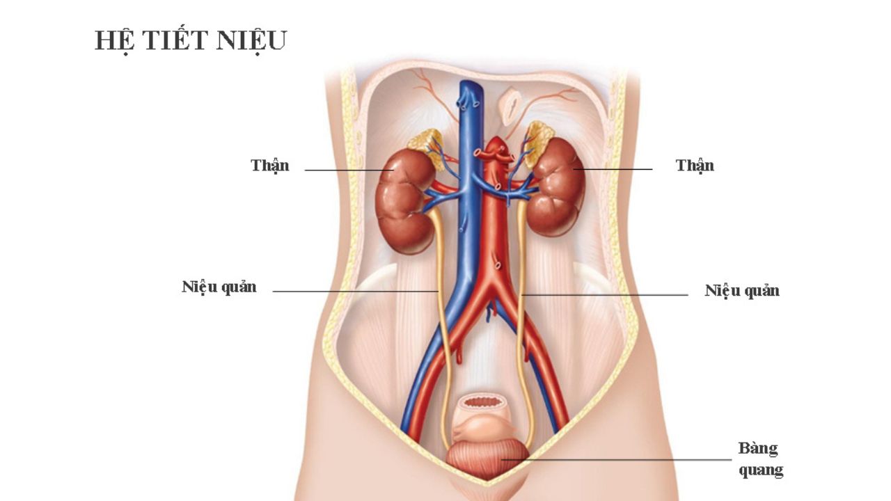 kham than tiet nieu giup chan doan va ngan chan benh kip thoi 670cefe0e7aea