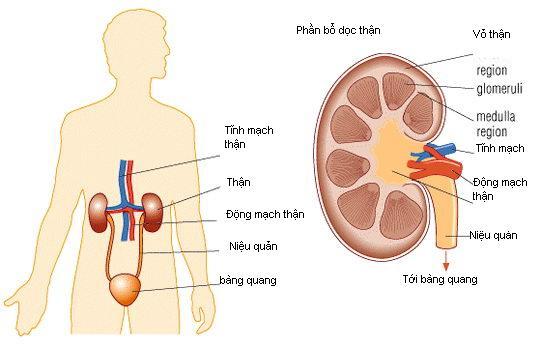 nhung thong tin quan trong can biet ve benh suy than cap 670d0a0f2782c