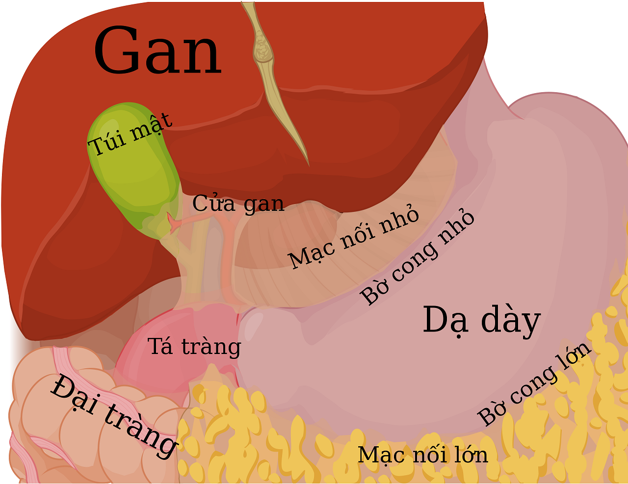 tong quan ve benh viem loet bo cong nho da day 670ea07211c5c