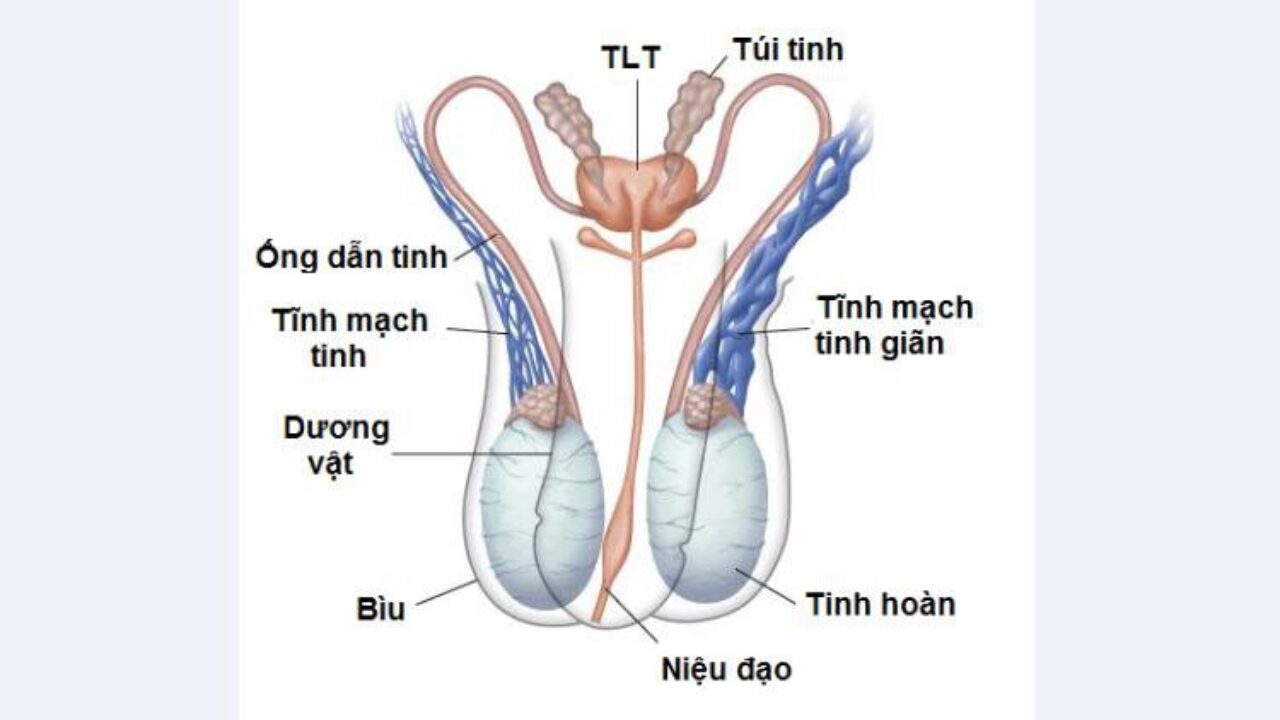 viem day thung tinh nguyen nhan trieu chung va cach dieu tri 670cf4f43f8db