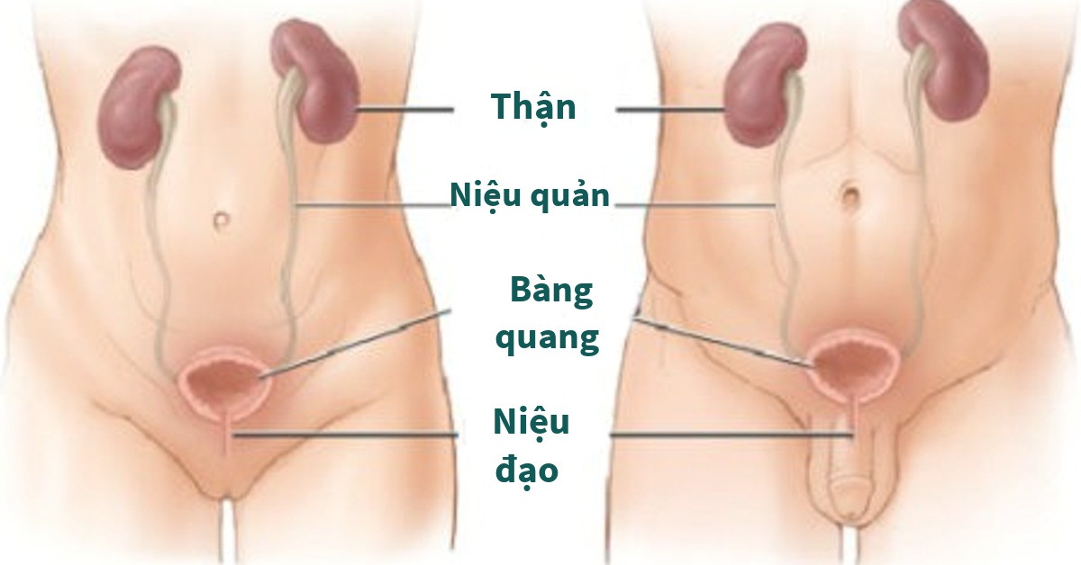 xem ngay viem tiet nieu trieu chung la nhu the nao 670cfca617a31